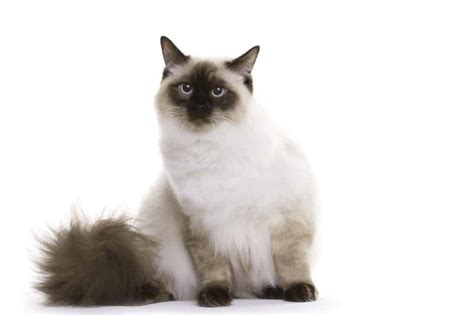 Ragdoll Cat Facts Personality Characteristics And Breed Info All