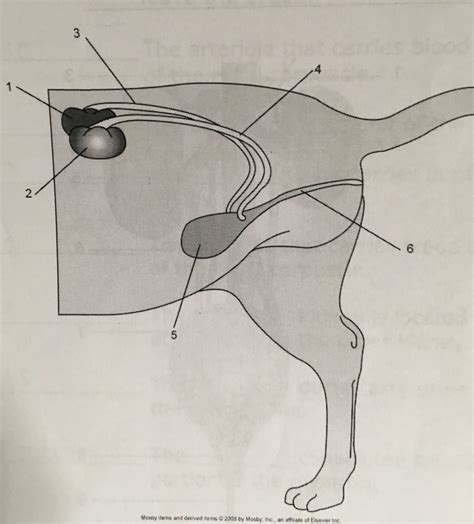 Female Canine Urinary System Diagram Diagram Quizlet