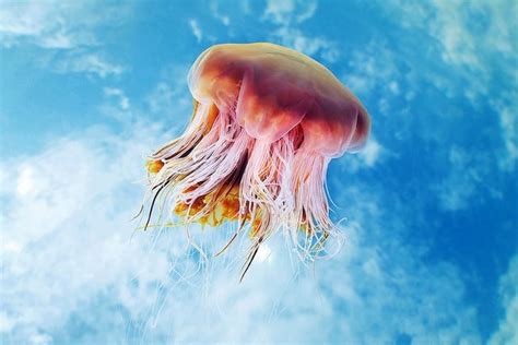 Jellyfish Photographed Against The Sky By Alexander Semenov — Colossal