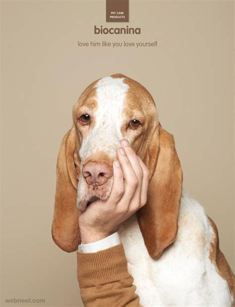 Yes, it is nothing to worry about. Pet Care Creative Animal Ads Biocanina 20