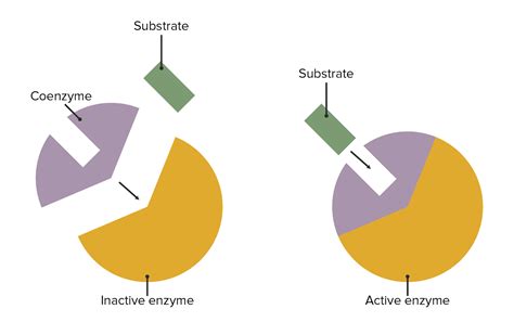 Enzyme Definition Aufbau Klassifikation Lecturio