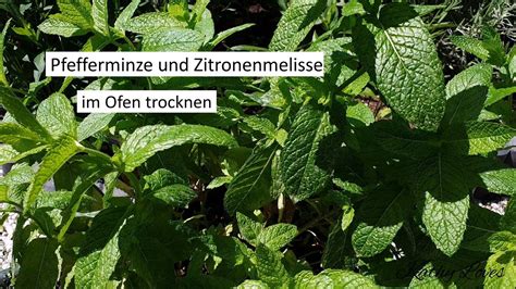 Pfefferminze im Ofen trocknen