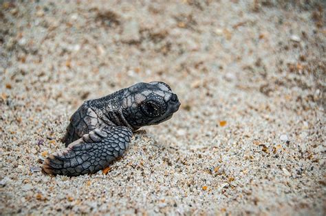 Turtle Eggs Hatching And Conservation In Jamaica Sandals