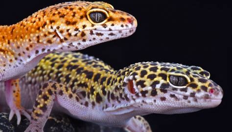 Panaskan sedikit minyak dalam wajan. A Leopard Gecko Breeding Guide with VIDEOS - SnakeTracks.com