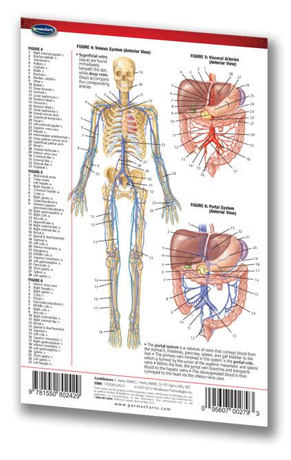 Circulatory System Chart Medical Pocket Sized Quick Reference