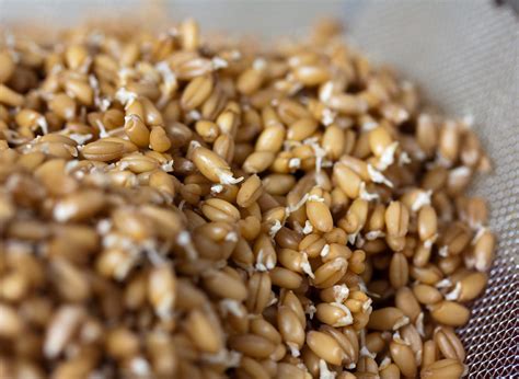 A Closer Look At The Sprouted Grains Phenomenon Wiscontext