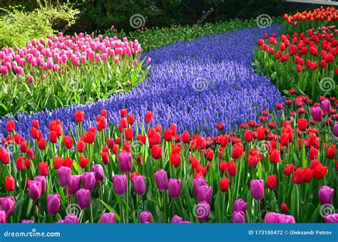 A Beautiful Flower Bed Of Tulips And Hyacinths In Keukenhof Garden