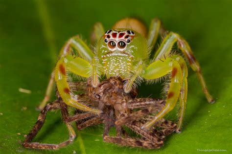 She was a beautiful, calm spider, not aggressive in any way and like most spiders she just wanted to go about her business eating bugs and living in peace. Green Jumping CANNIBAL Spiders (Mopsus mormon)