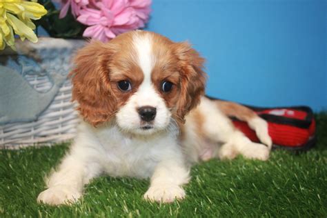 Cavalier King Charles Spaniel Puppies For Sale Long Island Puppies