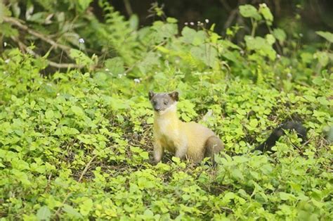 Rarely seen animals in Taiwan - Pets & Other Animals - Forumosa