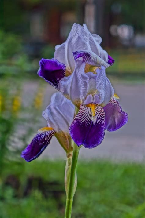 Hd Wallpaper Flower Summer Iris Irises Beauty Beautiful Flower