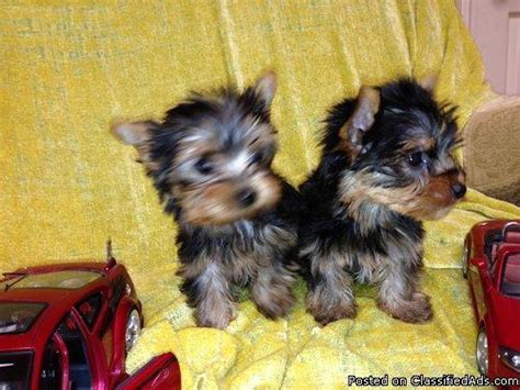 Find dogs and puppies for sale, near you and across australia. Adopt cute yorkie puppies.male and female for Sale in ...