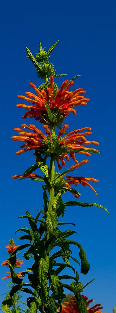 Aug 09, 2018 · the mystery of flowers and plants. towering | South african flowers, African plants, Rare flowers