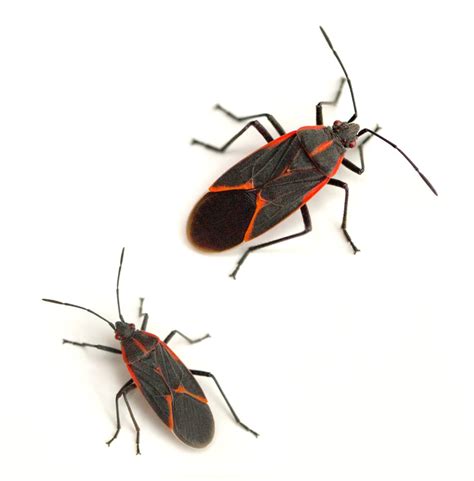 Pest control can take many forms, and for us, it's always about helping to protect your home and business. Boxelder Bugs | Canton Georgia Termite & Pest Control