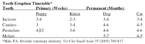 The deciduous teeth start being replaced by the permanent teeth (in this picture they are the 2 large central cats get comparatively few congenital problems regarding their teeth. Dental building blocks: Anatomy, charting and cleaning ...