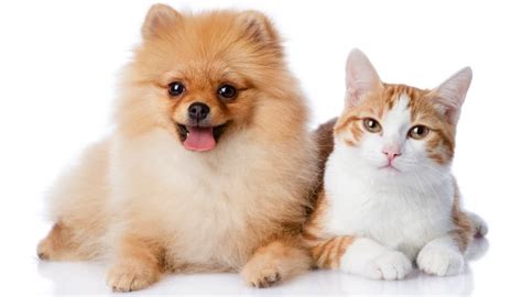 13 Best Dogs For Cats These Breeds Will Get Along Well With Your Cats