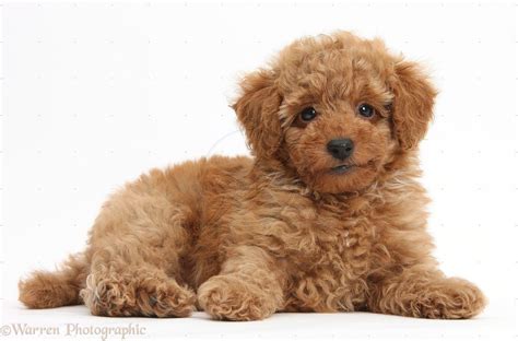 Light Brown Toy Poodle Puppies Puppies Cute Small Dogs Poodle Puppy