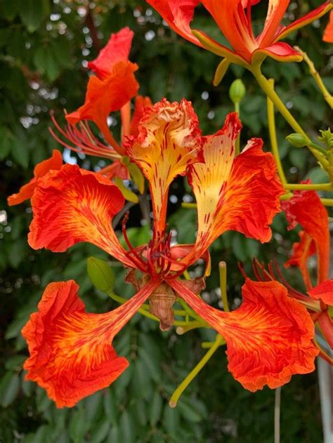 Delonix regia is a species of flowering plant in the bean family fabaceae, subfamily caesalpinioideae. Royal Poinciana, Delonix Regia. Common Indian name ...