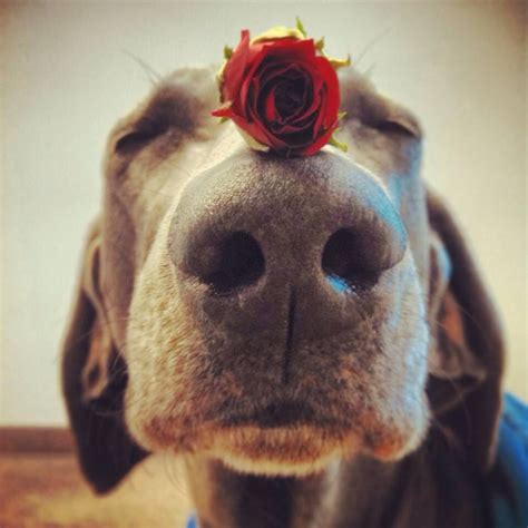 A Nose Is Still A Nose Weimaraner Vizsla Cute Funny Dogs Cute Funny