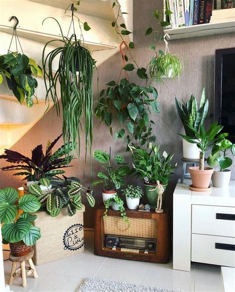 Stunning Indoor Decorative Plants To Bring Freshness Atmosphere 33