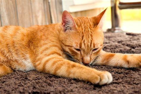 However, i would never get rid of my bunny just. The cat allergy symptoms you should be aware of | Pets ...