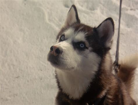 Demon From Snow Dogs Siberian Huskies Photo 32171004 Fanpop