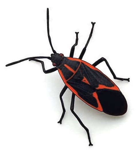 Simple And Effective Boxelder Bug Control Done Right Pest Solutions
