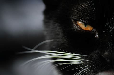 Face Black Cat Animals Monochrome Eyes Nose Whiskers Black Cat