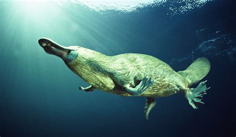 The platypus is a unique australian species. Duck-Billed Platypus - Australian Adaptations