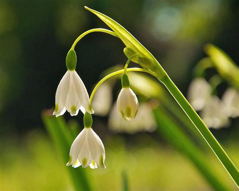 Snowdrops are a striking bloom in the winter months when little else is growing in the british countryside and can brighten the otherwise barren. Snowdrop Flower Photograph by Keith Nicodemus