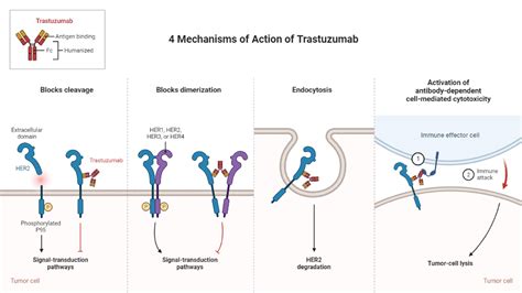 4 Mechanisms Of Action Of Trastuzumab Biorender Science Templates