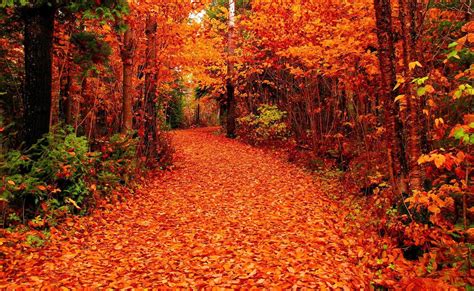 Fall Forest Wallpapers Top Free Fall Forest Backgrounds Wallpaperaccess