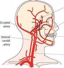 Are the jugular vein and carotid artery present on both sides of the neck, or is one on the left side and the other on the right? Blood vessels of the head and neck - Anatomy and Physiology
