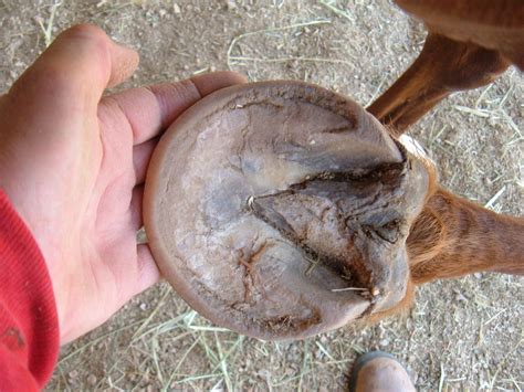 How To Find A Natural Hoof Care Expert Hotel La Puebla