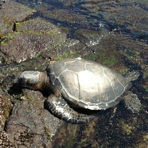 We Spotted This Sunbathing Turtle In Kona Hi At Kaloko National Park