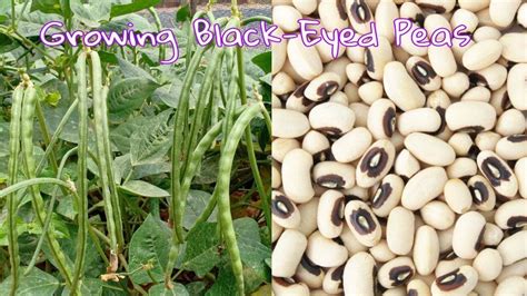 How To Grow Black Eyed Peas From Seeds At Home Black Eye Peas With