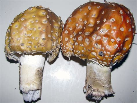 Southeast Ak Amanita Identification Mushroom Hunting