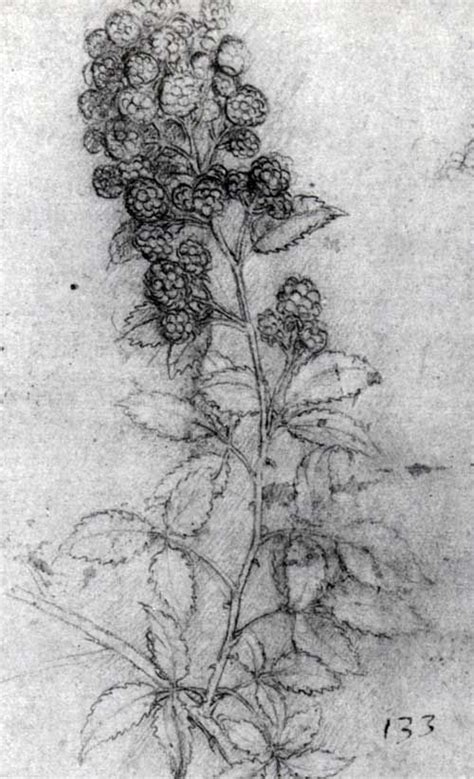 Leonardo Da Vinci Rubus Fruticosus Chalk On Paper