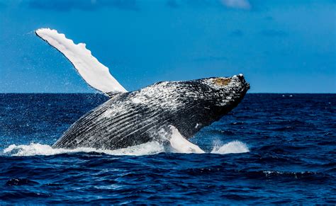 Breaching Whale Marko Dimitrijevic Photography