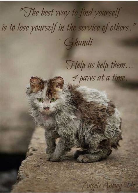 Pin By Marie Bucher On Tugs On My Heart Strings Feral Cats Cute