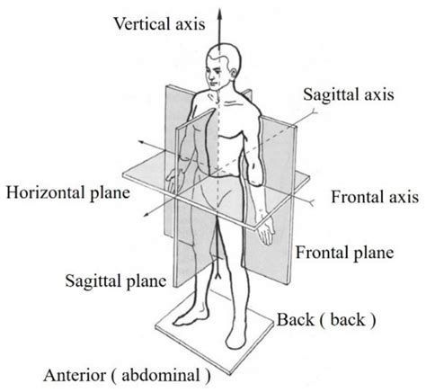 Fundamentals Of Human Motion Download Scientific Diagram