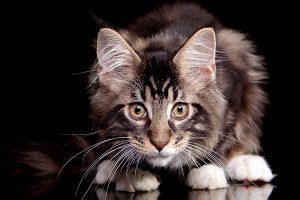 Beautiful maine coon x kittens. Maine Coon Kittens - FullofCharm Maine Coon Manor Kittens