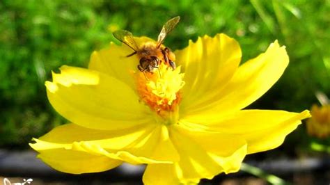 If you have solitary bee photos you'd like to share, join in with our monthly #solitarybeehour. Flowers Bees Love (HD1080p) - YouTube