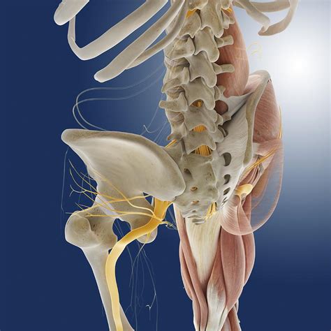 Two upper chambers called atria, right and left. Lower body anatomy, artwork Photograph by Science Photo ...