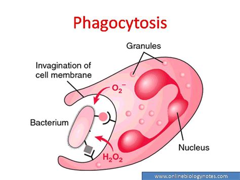 Phagocytosis Or Phagocytic Barrier Of Immune System Online Biology Notes