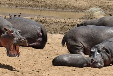 As in the original, the creatures are still stealing socks and annoying canadian pets. North Tanzania - Hippos