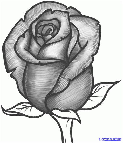 Resultado De Imagen Para Dibujo De Rosas Para Pintar Rose Sketch