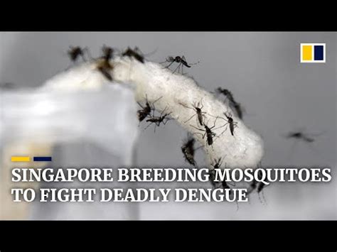 Aedes albopictus (stegomyia albopicta), from the mosquito (culicidae) family, also known as (asian) tiger mosquito or forest mosquito. Hong kong dengue - mehr als tausend offene stellen auf mitula