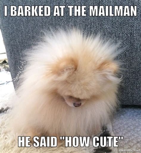 Funny Pomeranian Dog Memes Pomeranian Memes Desdee Lin