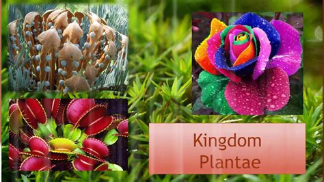 Kingdom Plantae Youtube